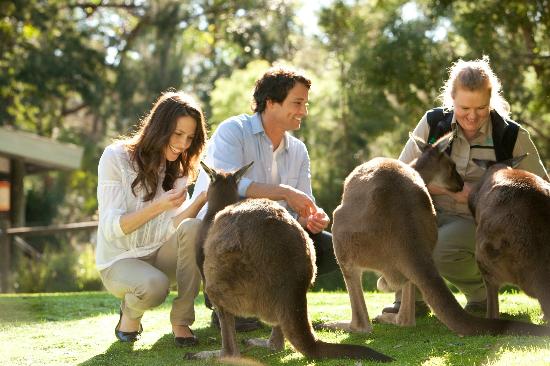 Family and Wildlife keeper interacting with 3 Kangaroos
