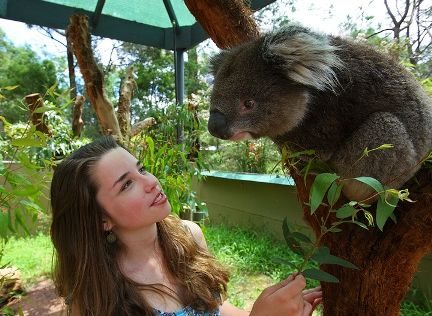 Woman interacting with a Koala at Healsville Wildlife Sanctuary