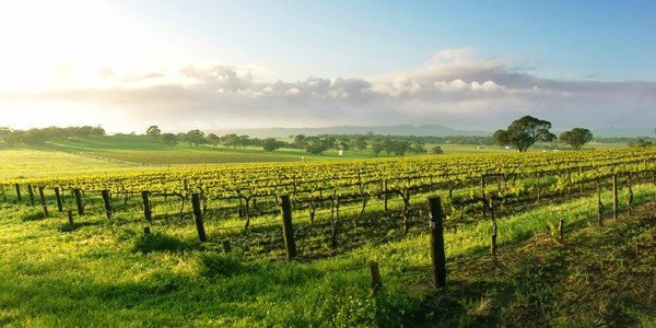 A beautiful morning view over a mornington peninsula vineyard on a clear day