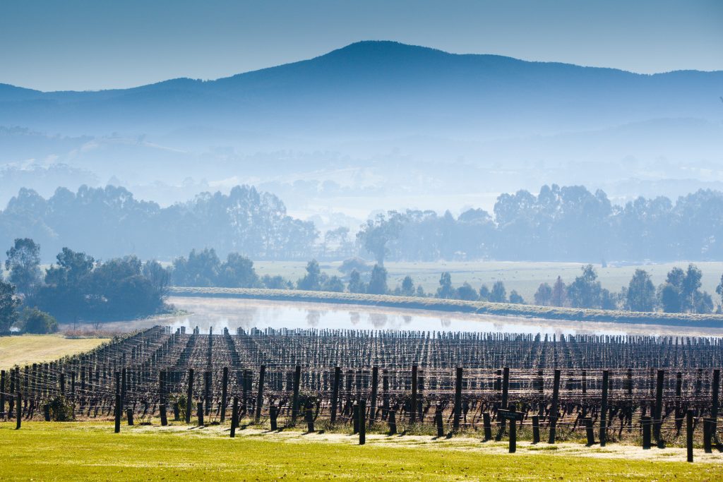 A cold winters morning in a vineyard in the depths of the Yarra Valley looking over into the ranges